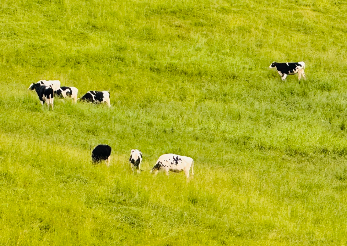 Naitai Plateau Ranch in Hokkaido, Japan