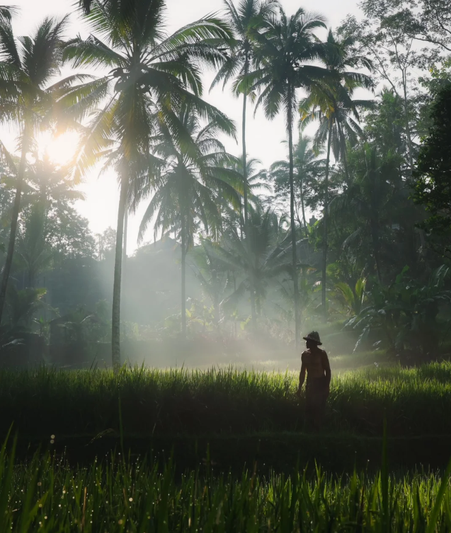 A Vietnamese farmer wearing a conical hat works in the vibrant green rice fields in the morning