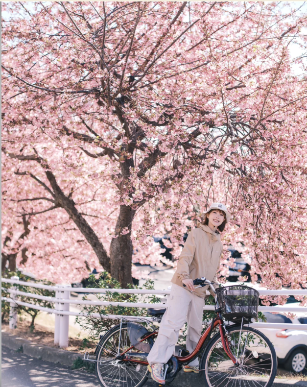 Under the cherry blossom trees blooming in spring in Japan